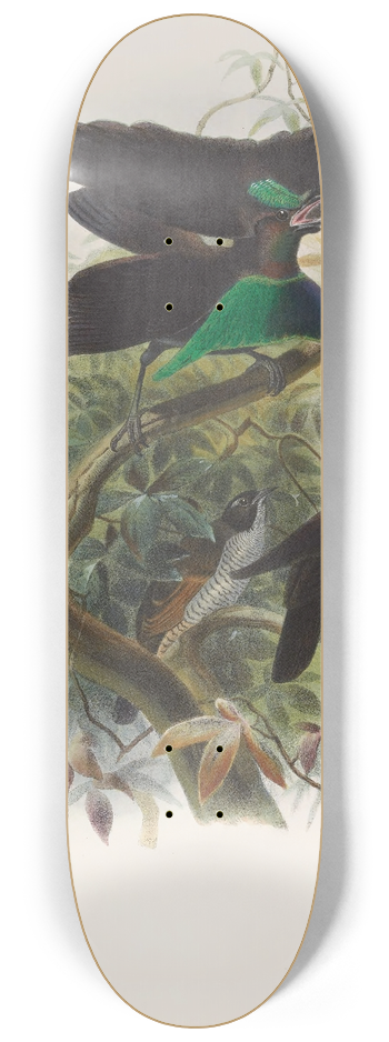 Daniel Giraud Elliot - Lophorina atra 8.25 inch art skate deck