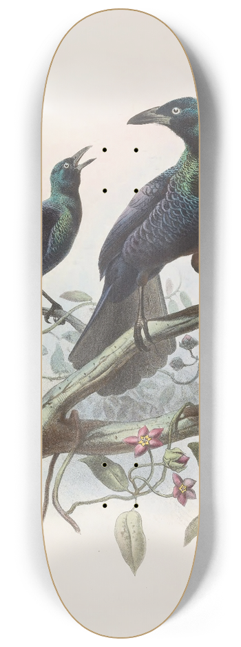 Daniel Giraud Elliot - Manucodia chalybeus 8.25 inch art skate deck