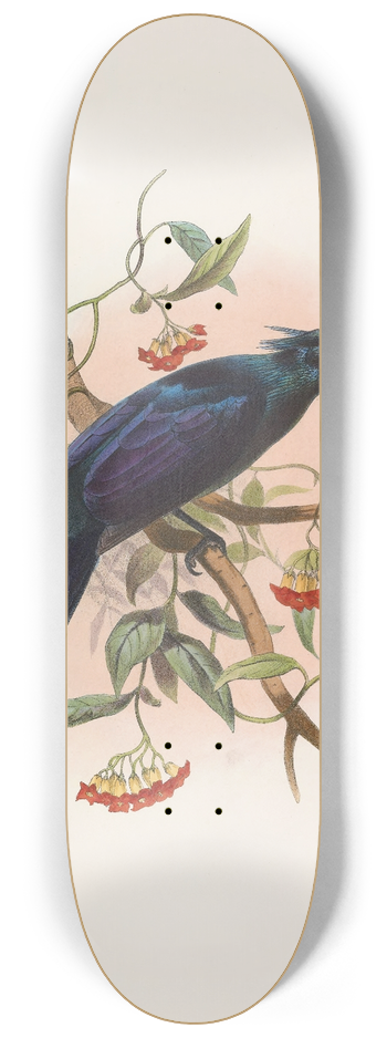 Daniel Giraud Elliot - Manucodia Keraudreni 8.25 inch art skate deck