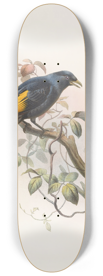 Daniel Giraud Elliot - Ptilonorhynchus Rawnsleyi 8.25 inch art skate deck