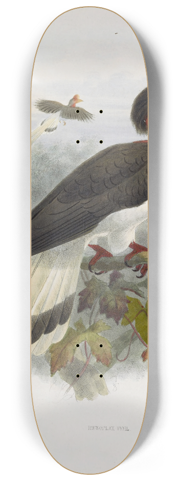 Daniel Giraud Elliot - Rhinoplax vigil 8.25 inch art skate deck