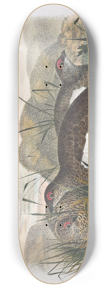 Daniel Giraud Elliot - Rock Ptarmigan 8.25 inch art skate deck