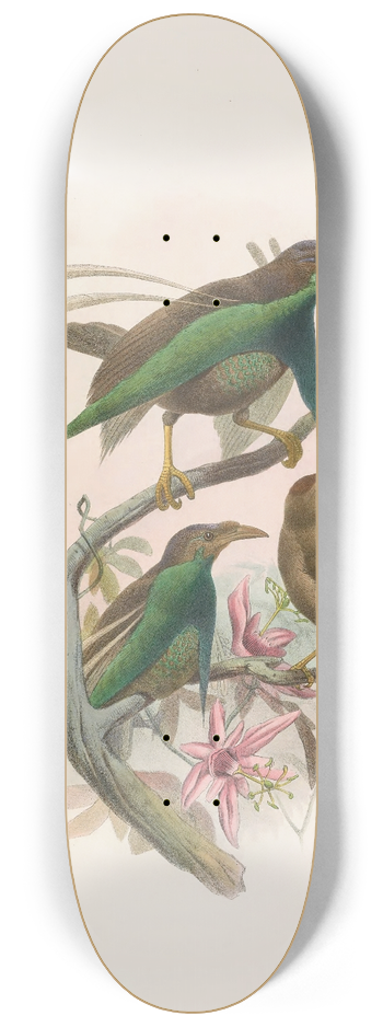 Daniel Giraud Elliot - Semioptera   Wallacii 8.25 inch art skate deck