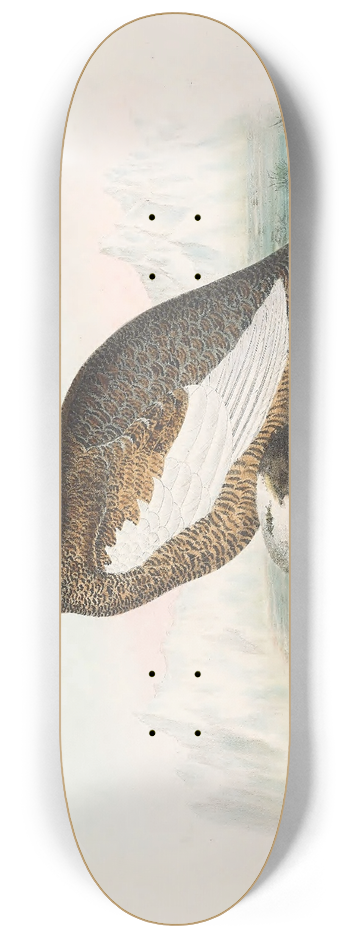 Daniel Giraud Elliot - Spitzbergen Ptarmigan 8.25 inch art skate deck