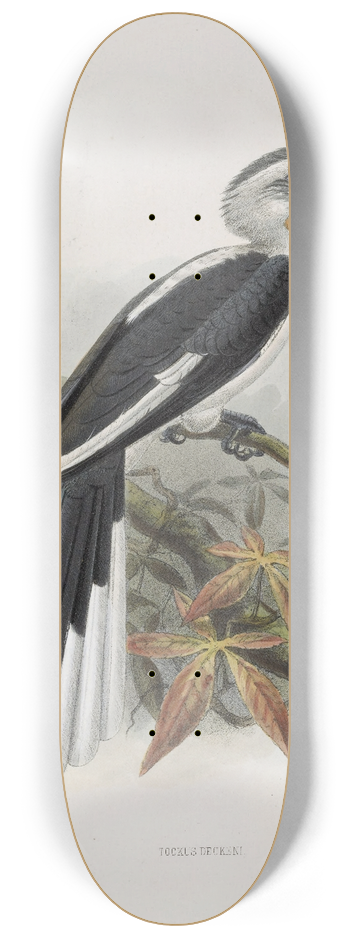 Daniel Giraud Elliot - Tockus deckeni 8.25 inch art skate deck