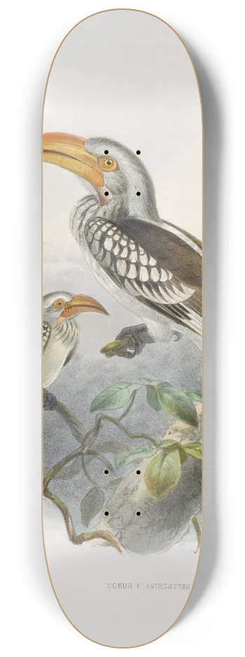 Daniel Giraud Elliot - Tockus flavirostris 8.25 inch art skate deck