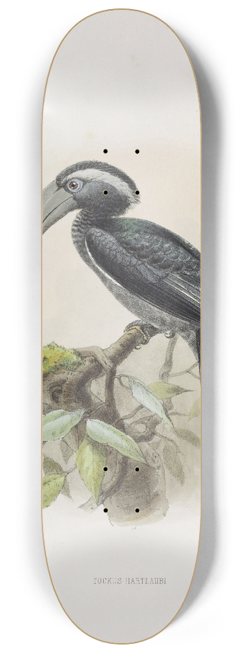 Daniel Giraud Elliot - Tockus hartlaubi 8.25 inch art skate deck