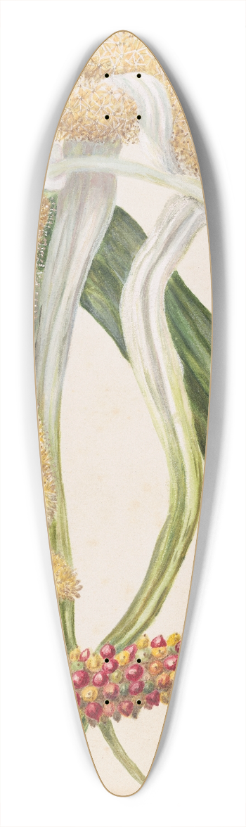 Sarah Featon - Astelia solandri. ( Kowharawhara) 39.3 inch art pintail longboard deck