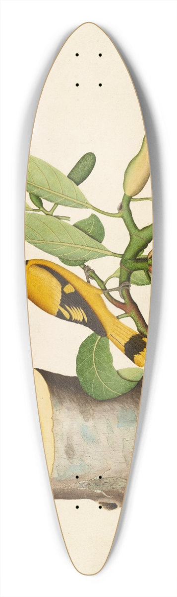 Sheikh Zain al-Din - Black-hooded Oriole and Insect on Jackfruit Stump 39.3 inch art pintail longboard deck