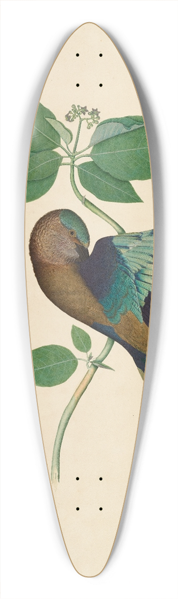 Sheikh Zain al-Din - Indian Roller on Sandlewood Branch 39.3 inch art pintail longboard deck