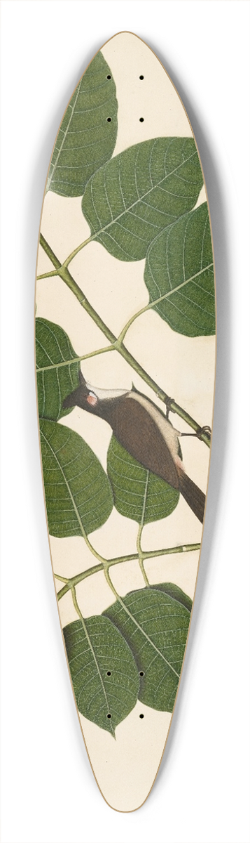 Sheikh Zain al-Din - Red-whiskered Bulbul and Aganais Ficus Moth on Kadamba Branch 39.3 inch art pintail longboard deck