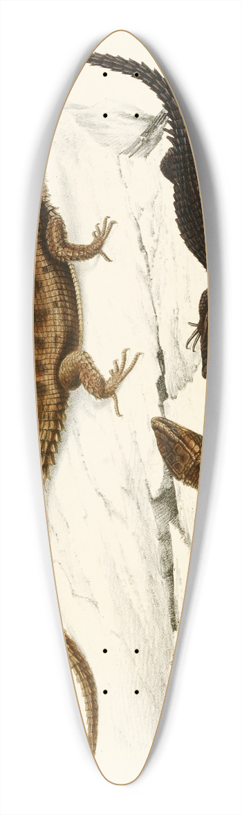 Sir Andrew Smith - Cordylus Polyzonus, Cordylus Griseus var. 39.3 inch art pintail longboard deck