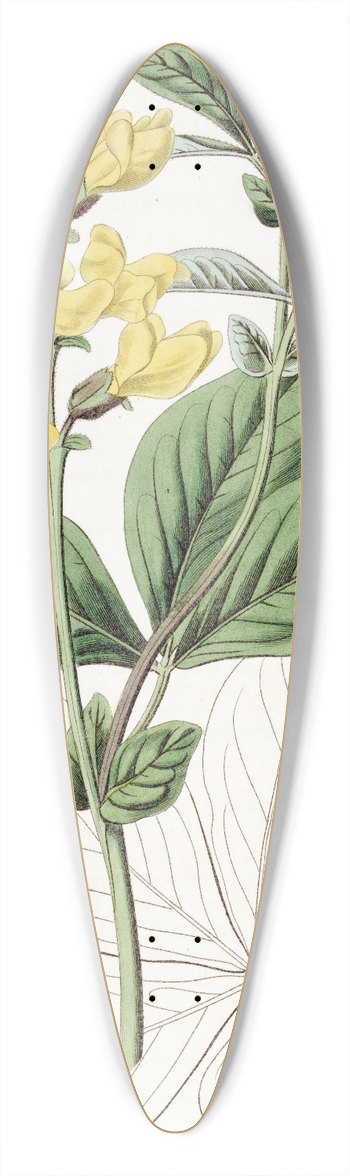 Sydenham Edwards - Bean-leaved Thermopsis 39.3 inch art pintail longboard deck