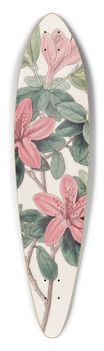 Sydenham Edwards - Blunt-leaved Azalea 39.3 inch art pintail longboard deck