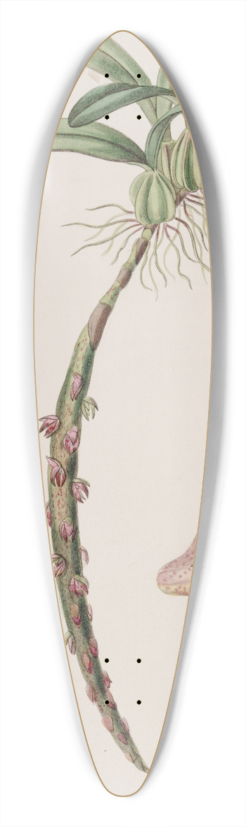 Sydenham Edwards - Bracteolate Bolbophyllum 39.3 inch art pintail longboard deck