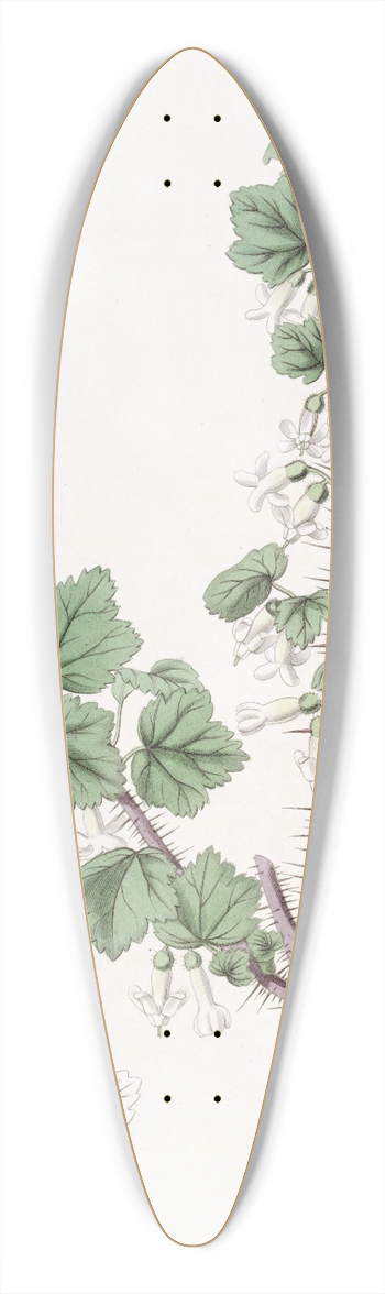 Sydenham Edwards - Bristly-stemmed Gooseberry 39.3 inch art pintail longboard deck
