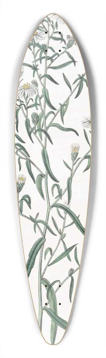Sydenham Edwards - Brittle Aster 39.3 inch art pintail longboard deck
