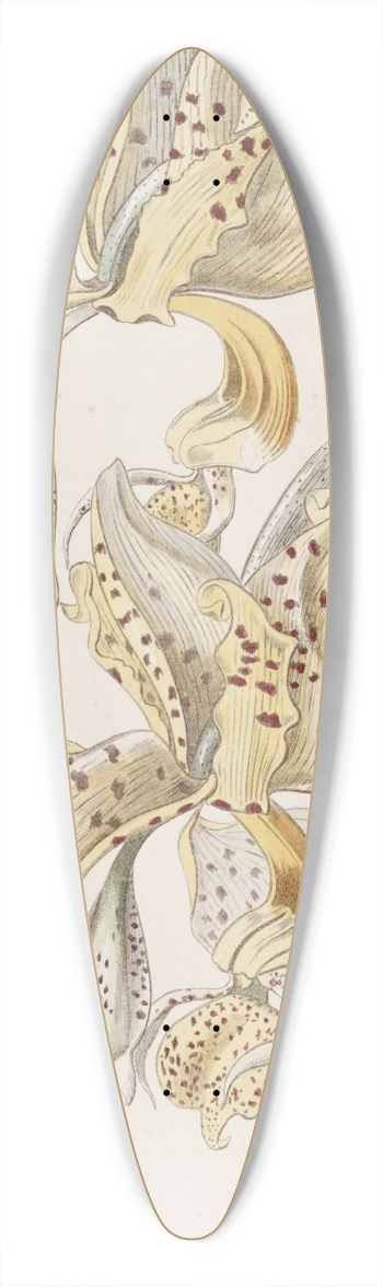 Sydenham Edwards - Bull-horned Stanhopea 39.3 inch art pintail longboard deck