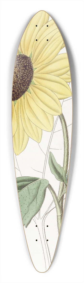 Sydenham Edwards - Californian Sun-flower 39.3 inch art pintail longboard deck