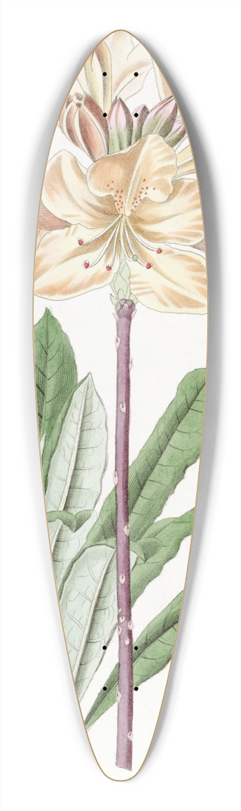 Sydenham Edwards - Chinese Yellow Azalea 39.3 inch art pintail longboard deck