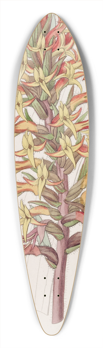 Sydenham Edwards - Cinnabar Stenorhynchus 39.3 inch art pintail longboard deck