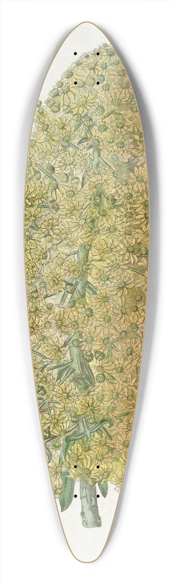 Sydenham Edwards - City Houseleek 39.3 inch art pintail longboard deck