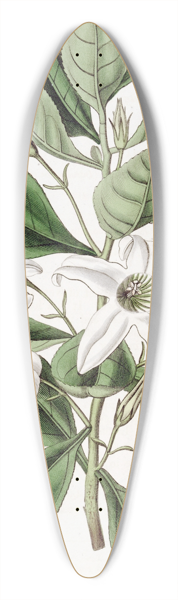 Sydenham Edwards - Clammy Anthocercis 39.3 inch art pintail longboard deck
