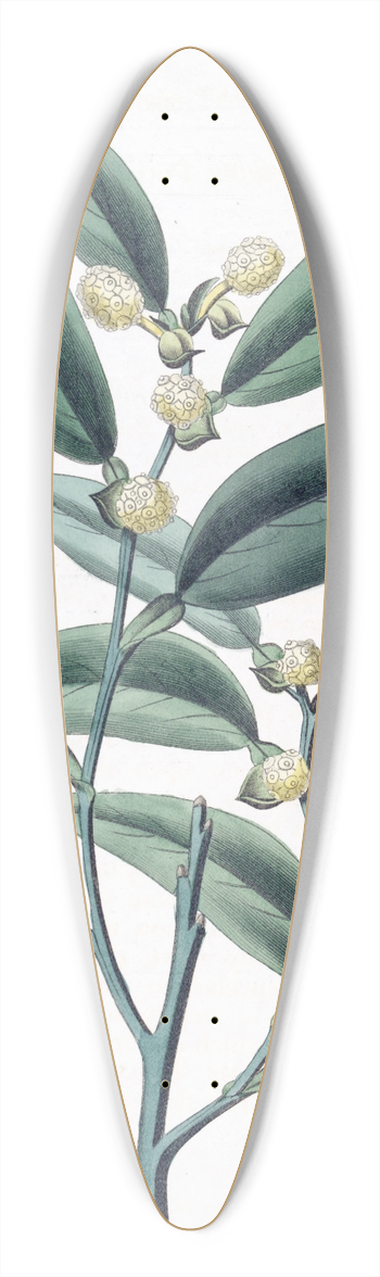 Sydenham Edwards - Climbing Pothos 39.3 inch art pintail longboard deck