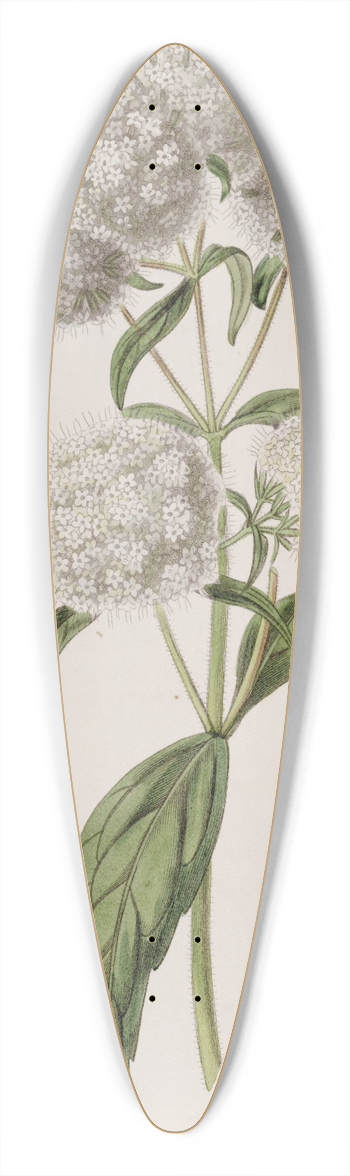 Sydenham Edwards - Close-headed Stevia 39.3 inch art pintail longboard deck