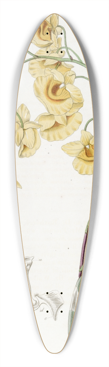 Sydenham Edwards - Clustered Dendrobium 39.3 inch art pintail longboard deck