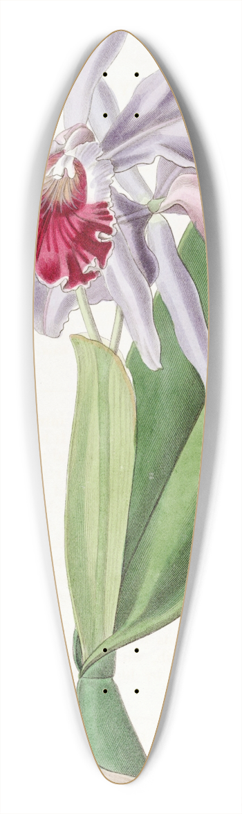 Sydenham Edwards - Crimson-lipped Cattleya 39.3 inch art pintail longboard deck