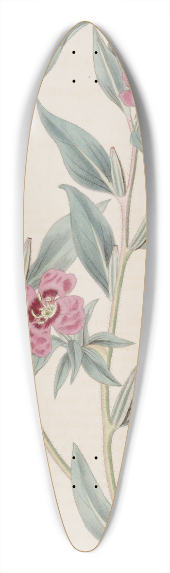 Sydenham Edwards - Decumbent Purple Oenothera 39.3 inch art pintail longboard deck