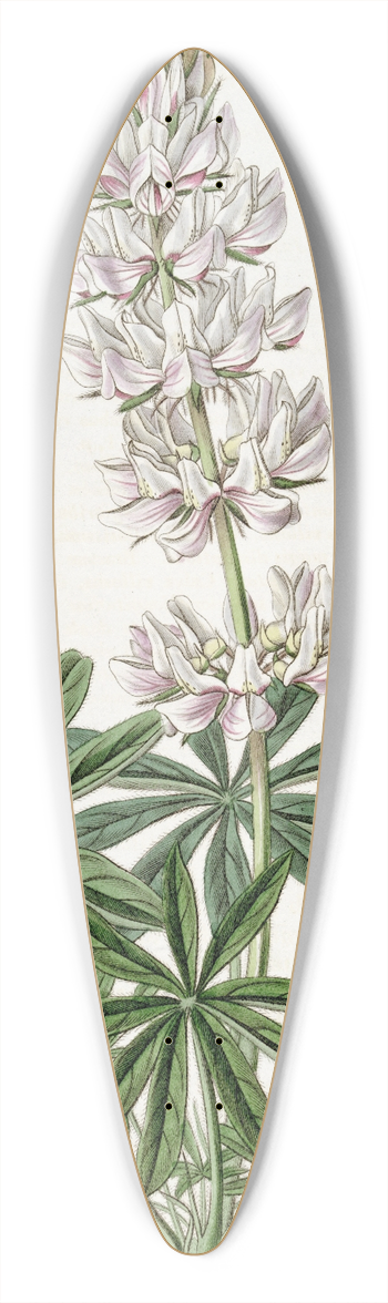 Sydenham Edwards - Dense-flowered Lupin 39.3 inch art pintail longboard deck