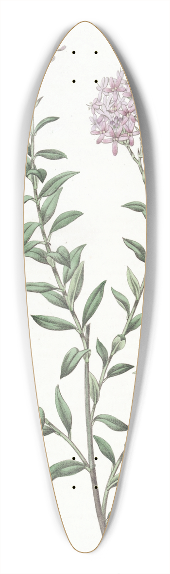 Sydenham Edwards - Dr. Gills Selago 39.3 inch art pintail longboard deck