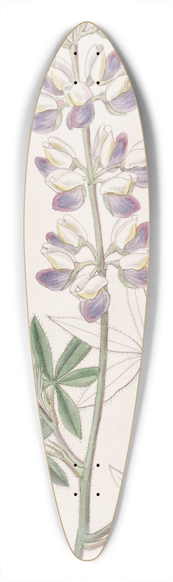Sydenham Edwards - Ehrenbergs Lupin 39.3 inch art pintail longboard deck