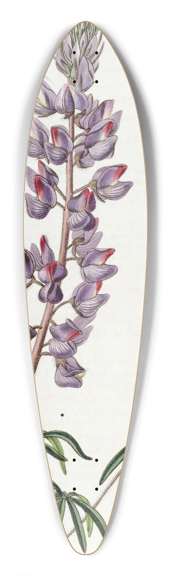 Sydenham Edwards - Fine-leaved Lupin 39.3 inch art pintail longboard deck