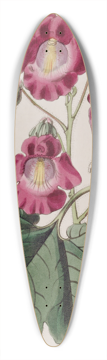 Sydenham Edwards - Fragrant Martynia 39.3 inch art pintail longboard deck