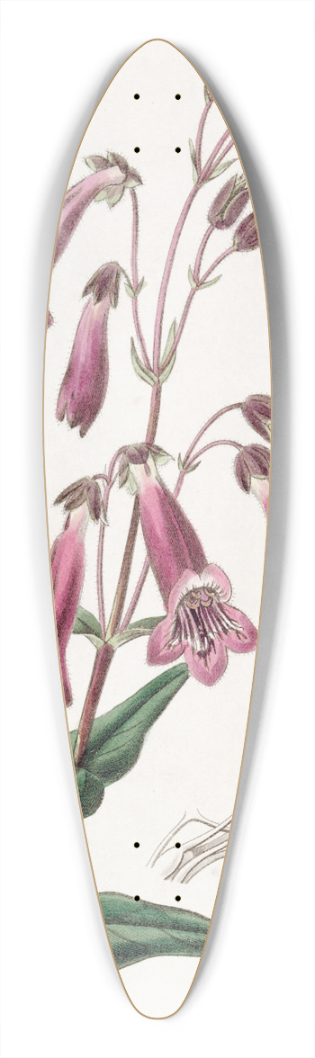 Sydenham Edwards - Gentian-like Pentstemon 39.3 inch art pintail longboard deck