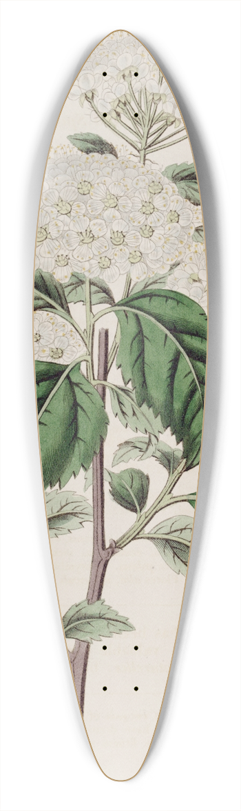 Sydenham Edwards - Germander-leaved Spiroea 39.3 inch art pintail longboard deck