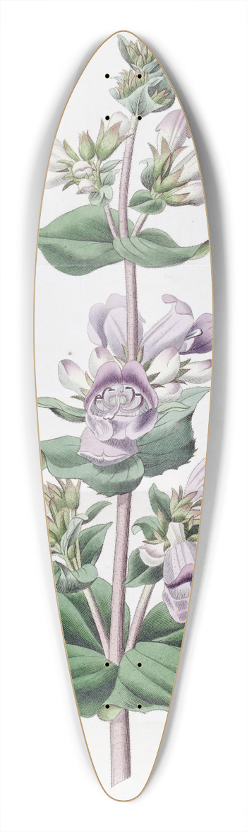 Sydenham Edwards - Glandular Pentstemon 39.3 inch art pintail longboard deck