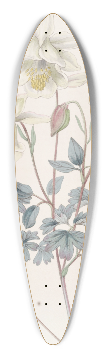 Sydenham Edwards - Glaucous Columbine 39.3 inch art pintail longboard deck