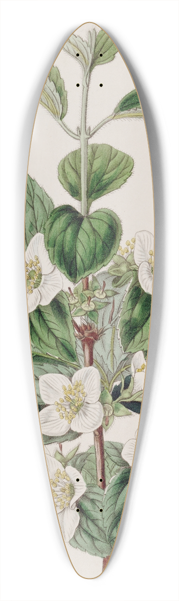 Sydenham Edwards - Hairy Syringa 39.3 inch art pintail longboard deck