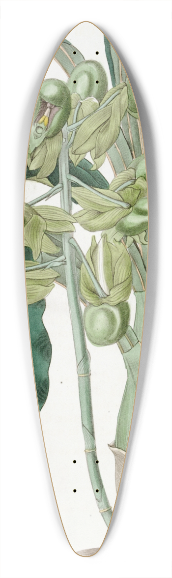 Sydenham Edwards - Half-open Catasetum 39.3 inch art pintail longboard deck