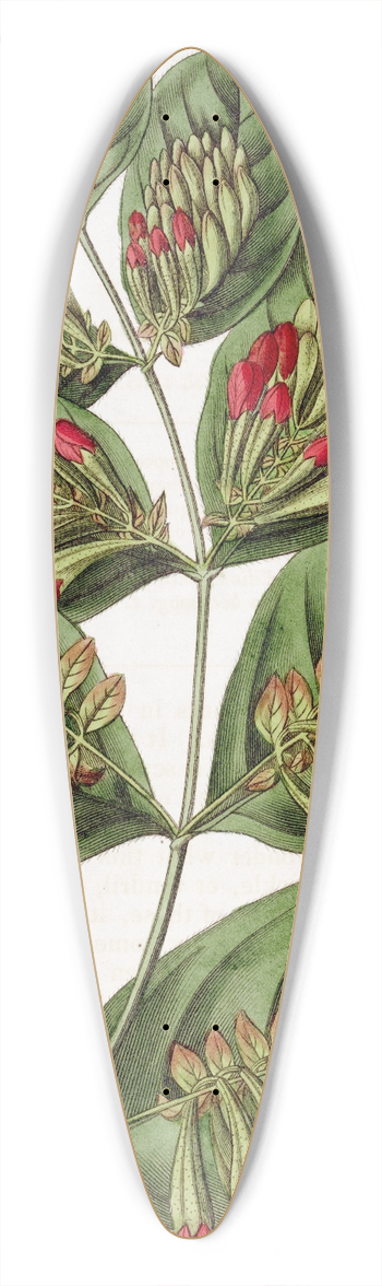 Sydenham Edwards - Large-flowered Combretum 39.3 inch art pintail longboard deck