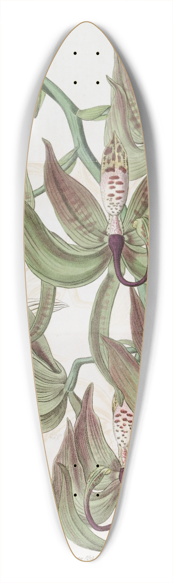 Sydenham Edwards - Loddiges Swanwort 39.3 inch art pintail longboard deck