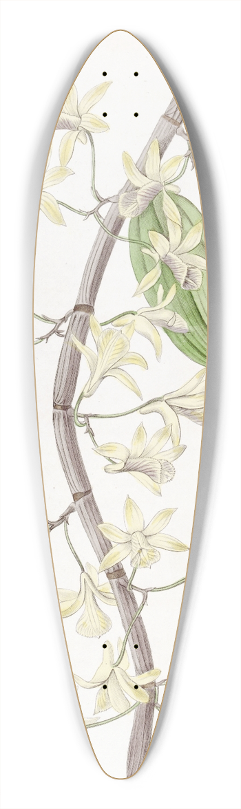 Sydenham Edwards - Long-spiked Dendrobium 39.3 inch art pintail longboard deck