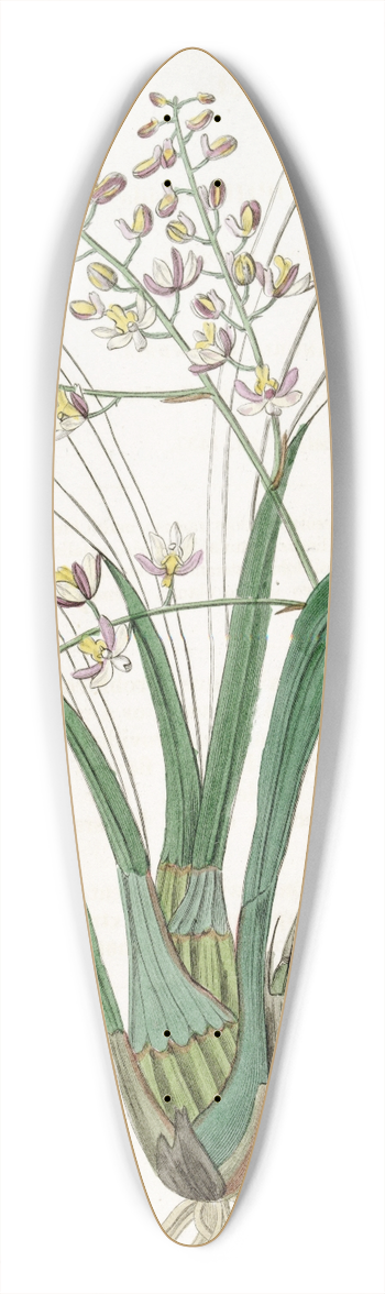 Sydenham Edwards - Lurid Eulophia 39.3 inch art pintail longboard deck