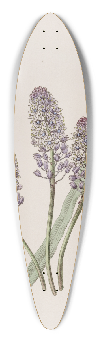 Sydenham Edwards - Meadow Squill 39.3 inch art pintail longboard deck