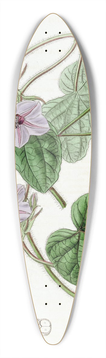 Sydenham Edwards - Mr. Aitons Ipomaea 39.3 inch art pintail longboard deck