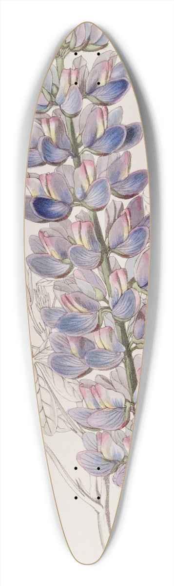 Sydenham Edwards - Mr. Barkers Lupine 39.3 inch art pintail longboard deck
